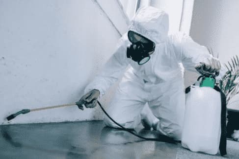 impresa disinfestazione