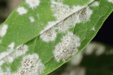 funghi parassiti