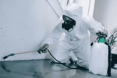 impresa disinfestazione