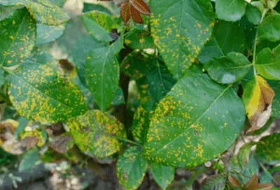 pianta parassita